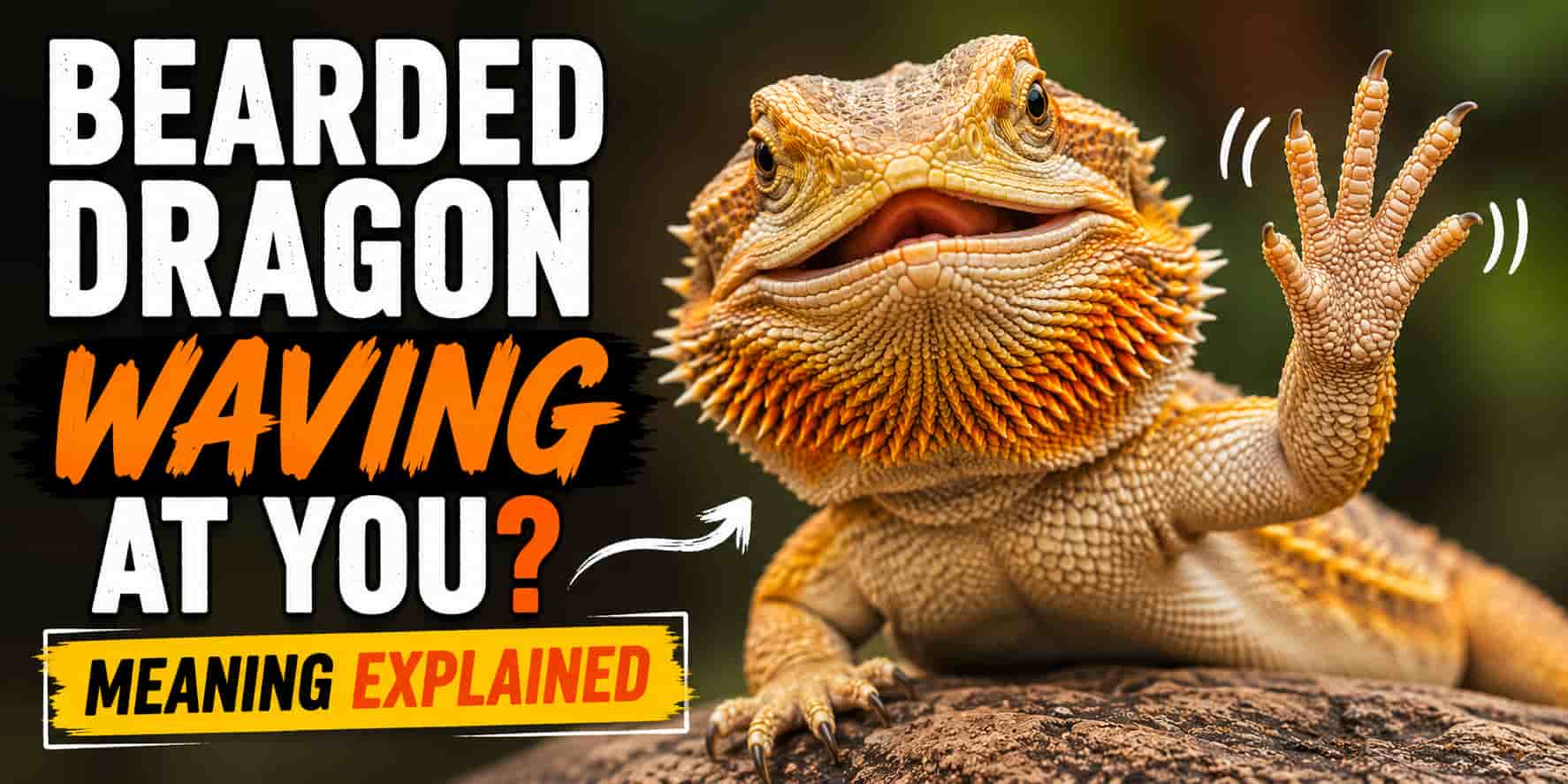 Bearded Dragon Waving at You? [Meaning Explained