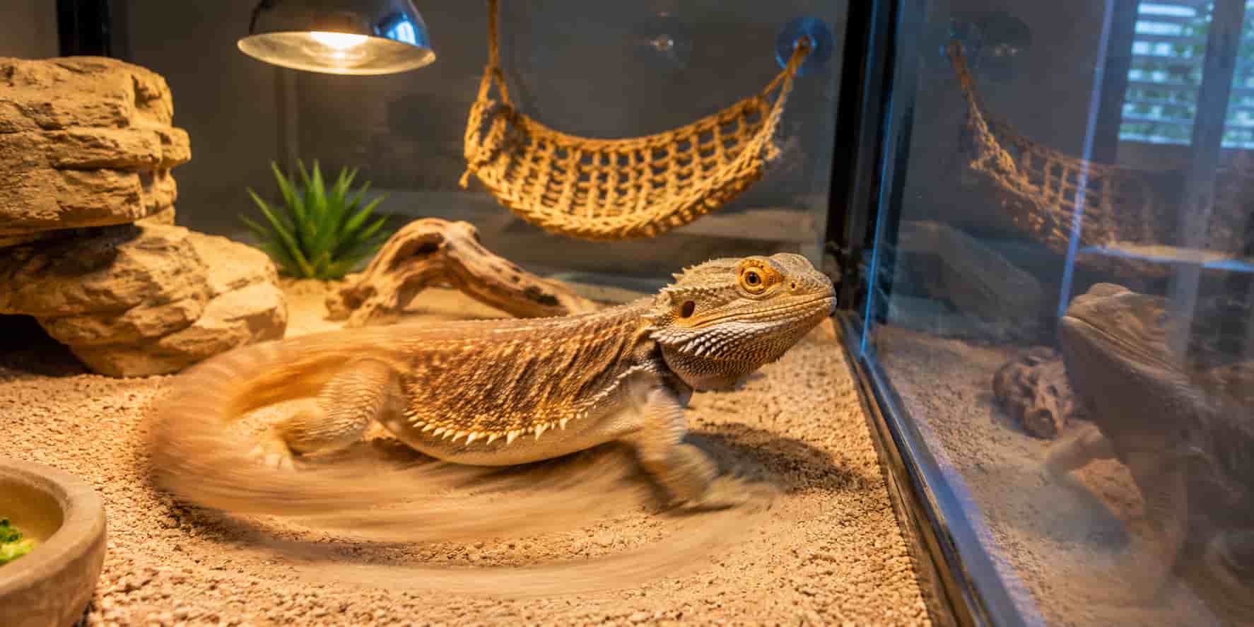 Bearded Dragon Spinning in Circles [Real Causes]
