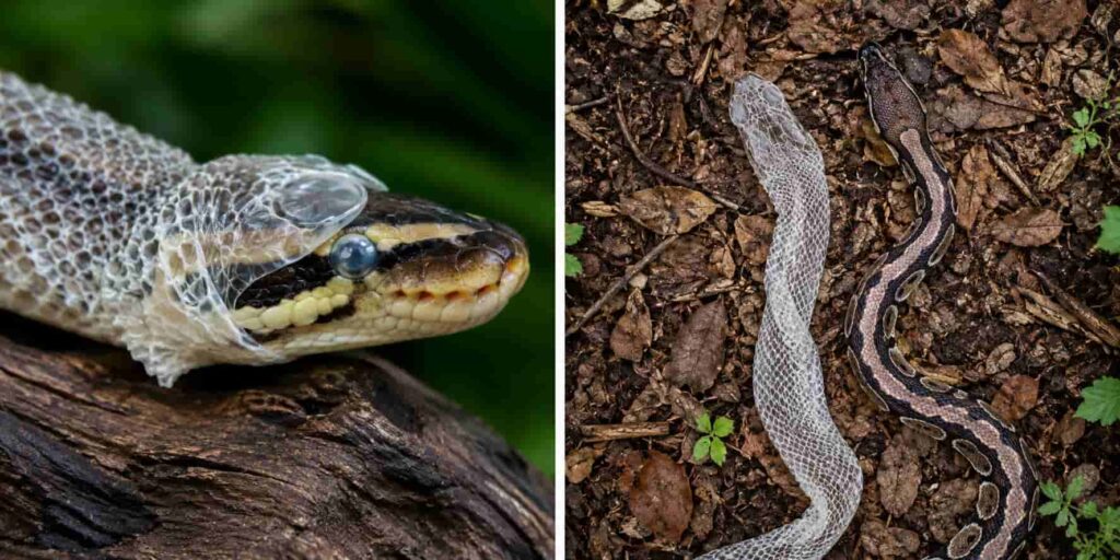 Helping Your Snake Shed Properly