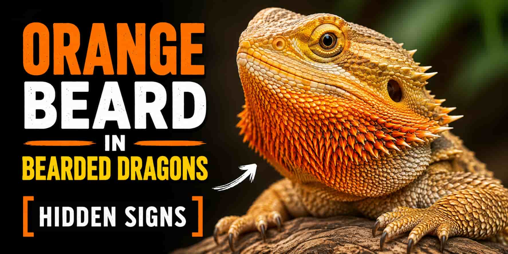 Orange Beard in Bearded Dragons [Hidden Signs]