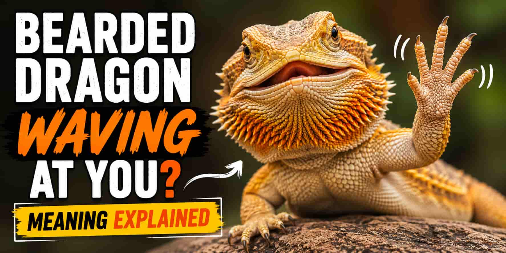 Bearded Dragon Waving at You [Meaning Explained