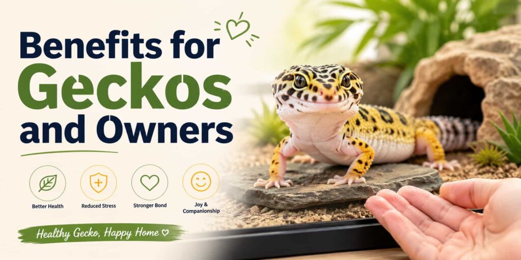 Benefits for Geckos and Owners
