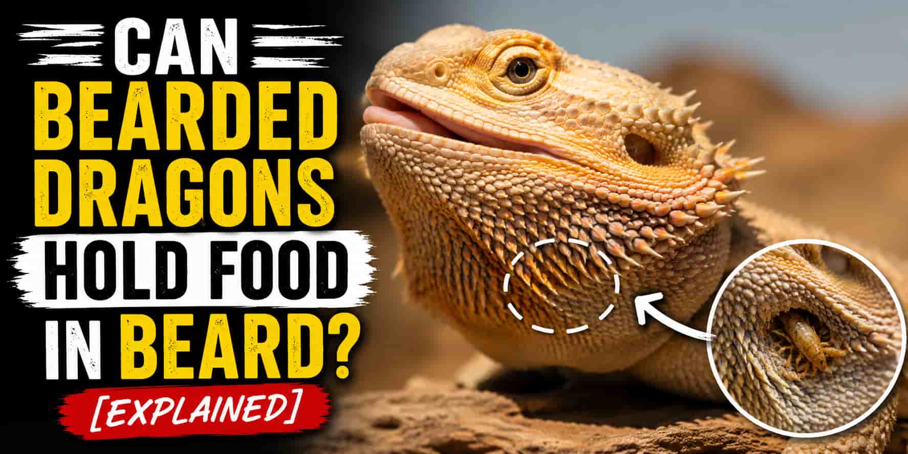 Can Bearded Dragons Hold Food in Beard [Explained]