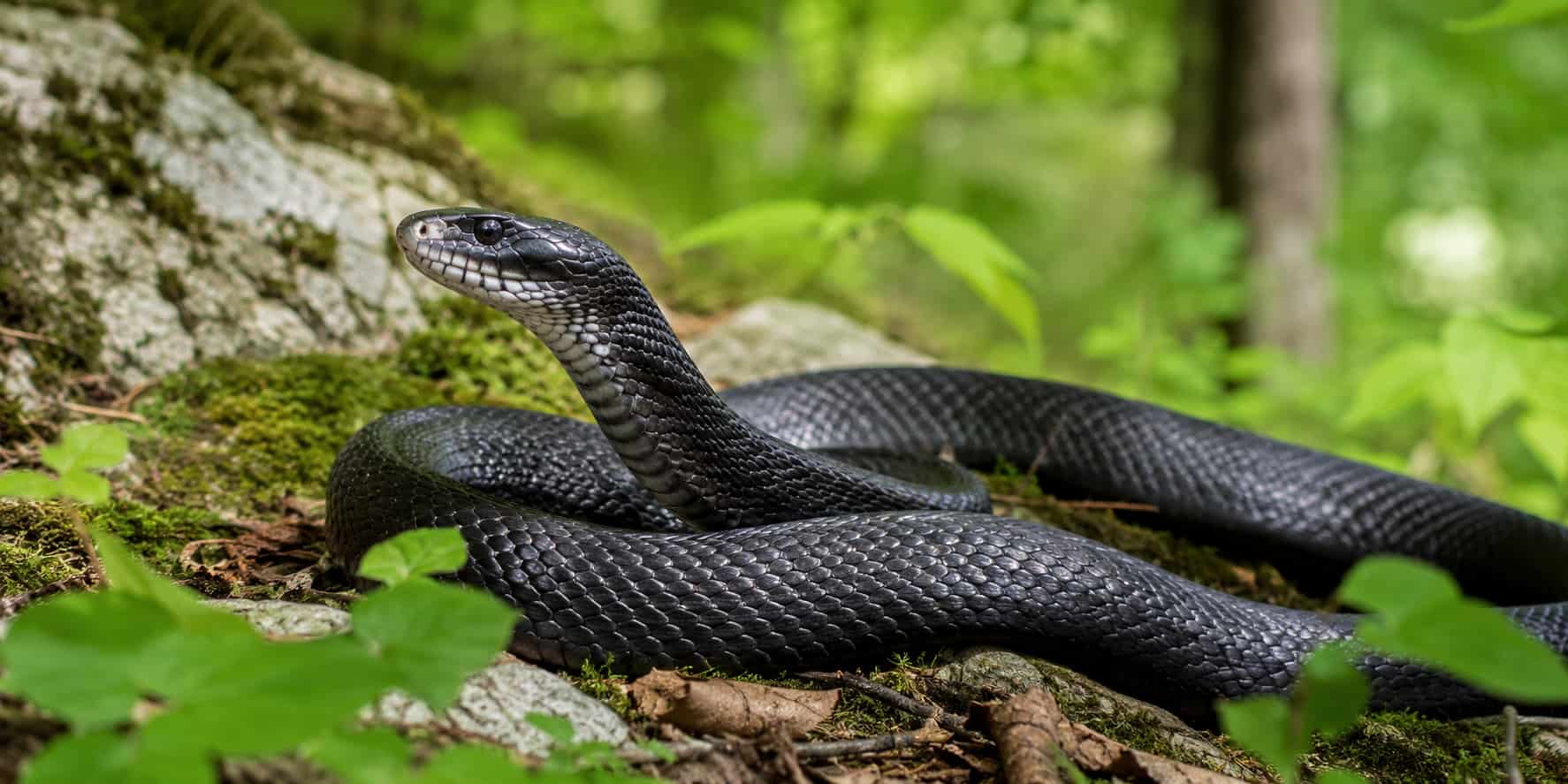 Black Snakes in Pennsylvania [Scary but Useful]