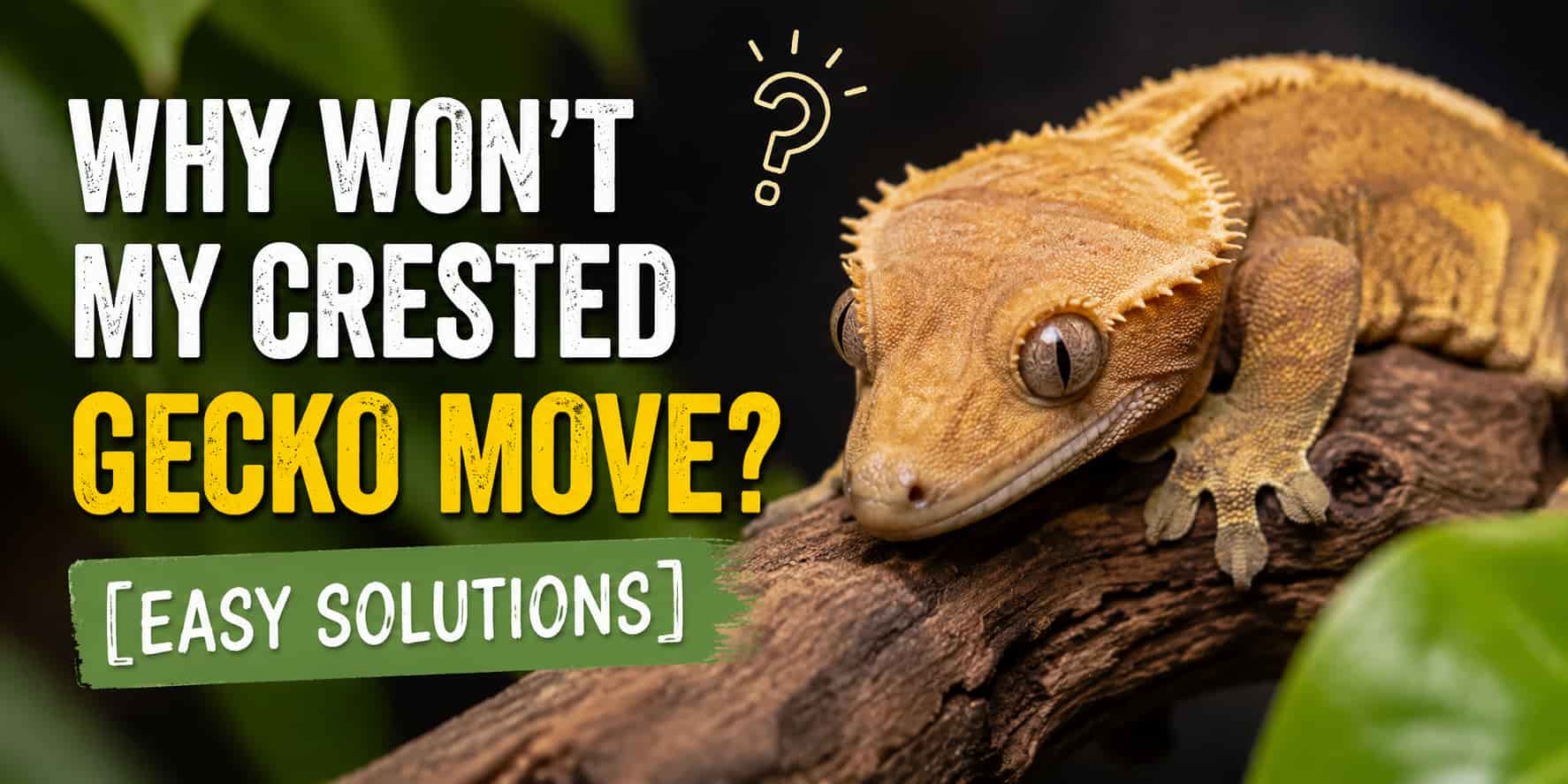 Why Won’t My Crested Gecko Move? [Easy Solutions]