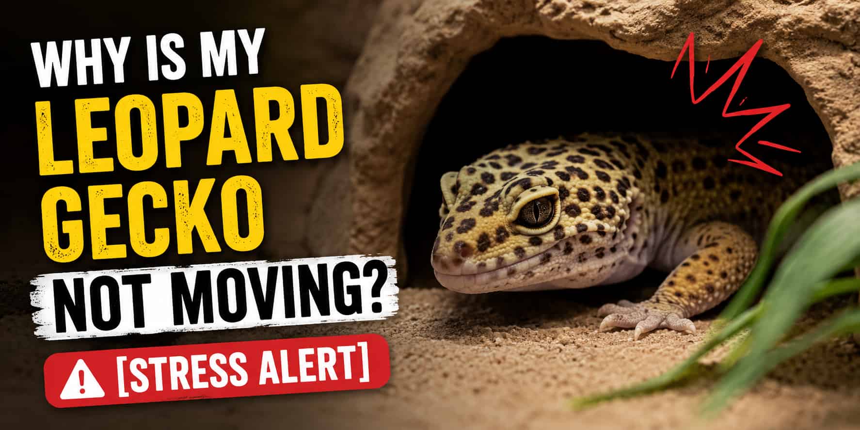 Why Is My Leopard Gecko Not Moving? [Stress Alert]