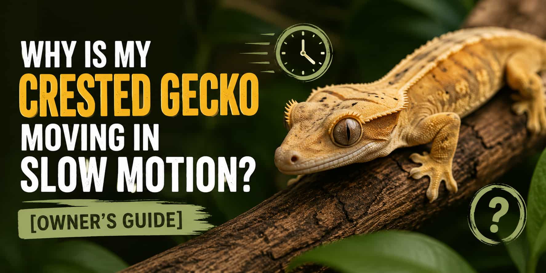 Why Is My Crested Gecko Moving in Slow Motion? [Owner's Guide]