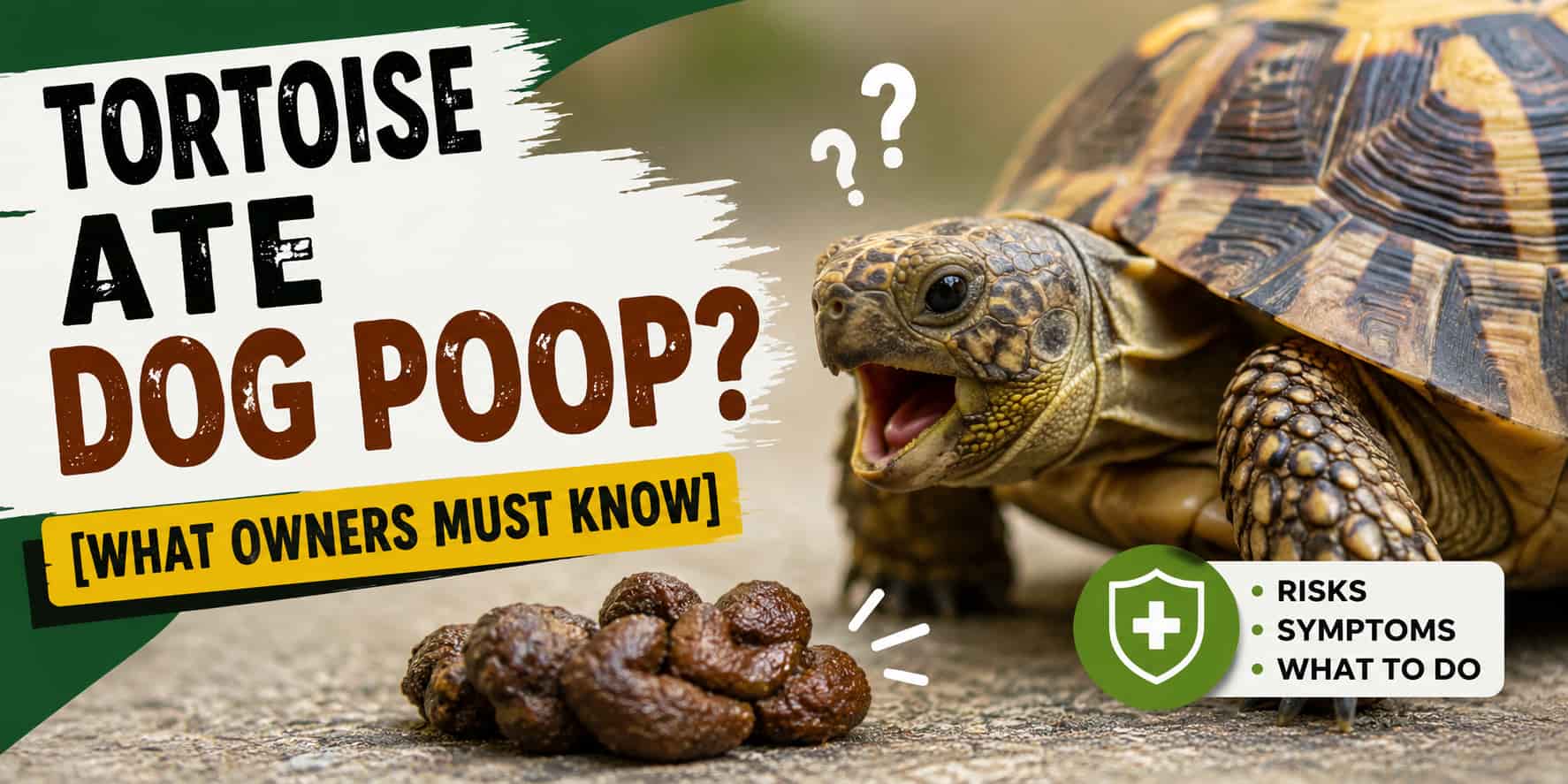 Tortoise Ate Dog Poop? [What Owners Must Know]