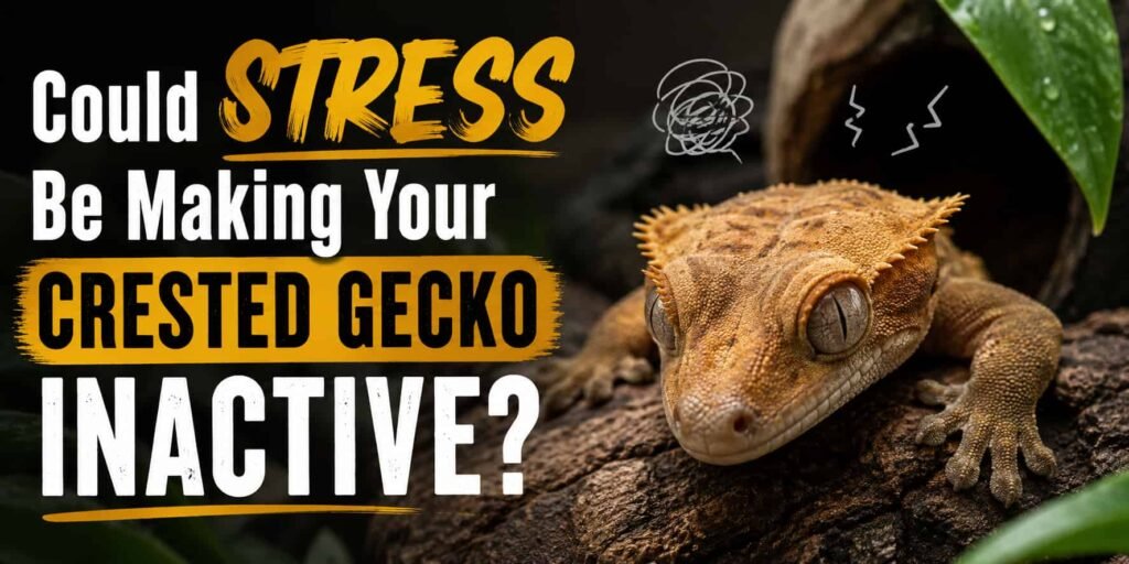 Could Stress Be Making Your Crested Gecko Inactive