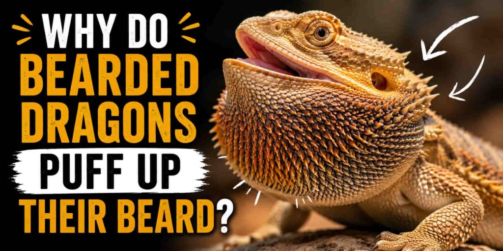 Why Do Bearded Dragons Puff Up Their Beard