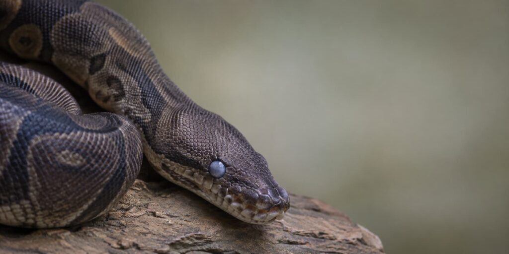 Why Does a Ball Python Look Darker Before Shedding