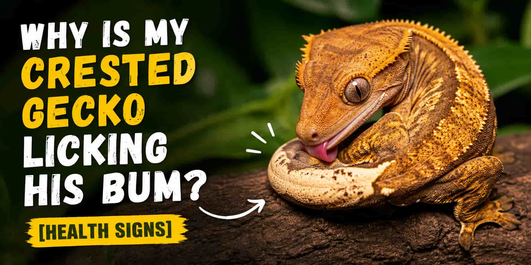 Why Is My Crested Gecko Licking His Bum [Health Signs]